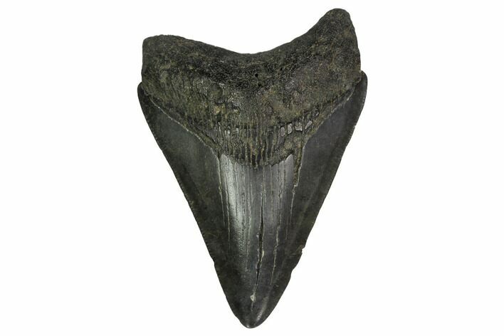 Fossil Megalodon Tooth - South Carolina #164288